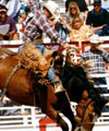 Saddle Bronc Riding Information