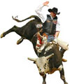 Bull Riding Information